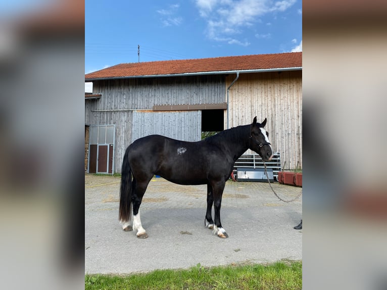 South German Coldblood Mare 6 years 16 hh Black in Oy-Mittelberg