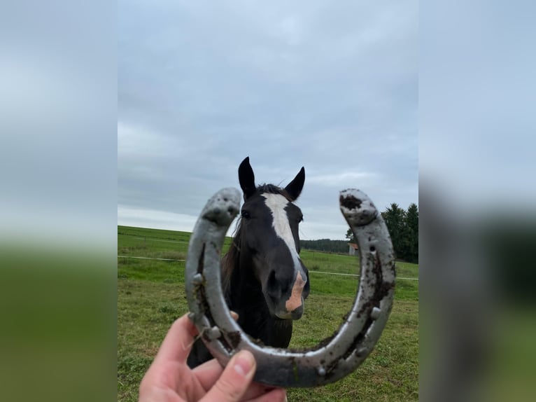 South German Coldblood Mare 6 years 16 hh Black in Oy-Mittelberg