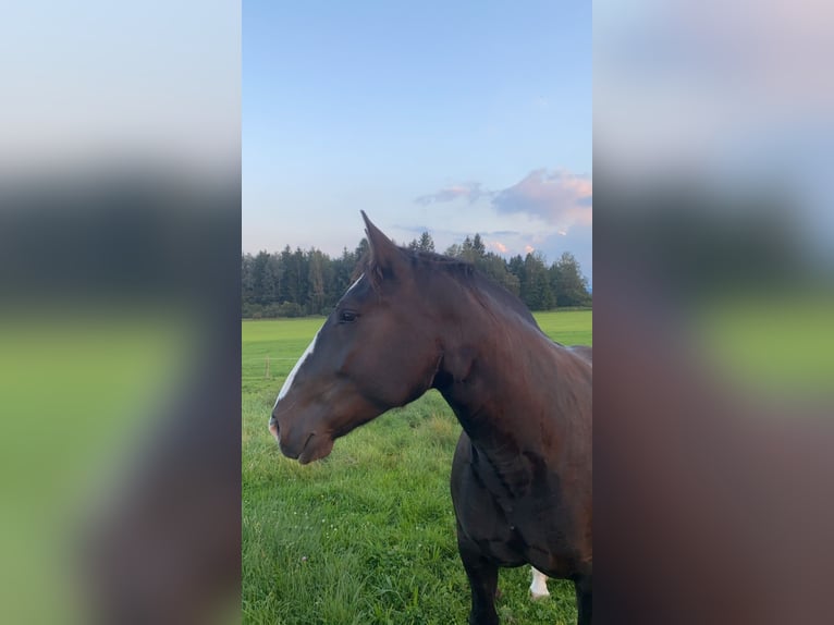 South German Coldblood Mare 6 years 16 hh Black in Oy-Mittelberg
