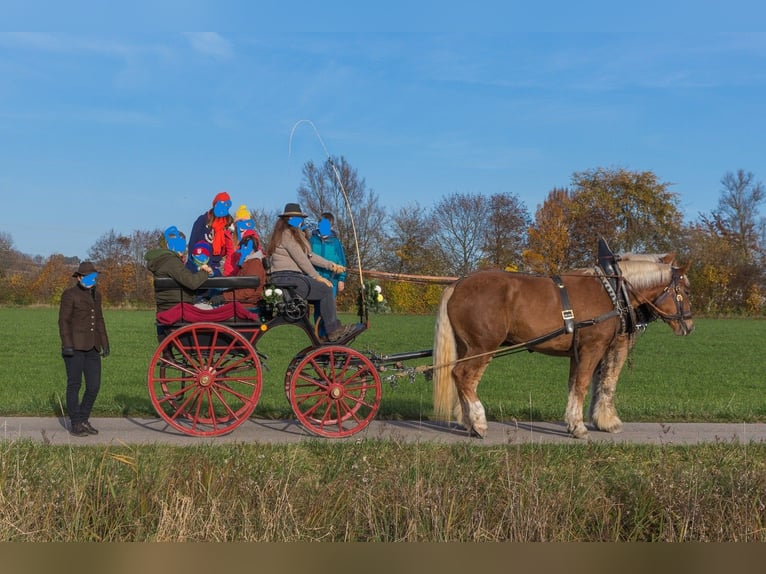 South German Coldblood Mare 6 years 17 hh Chestnut-Red in Au in der Hallertau