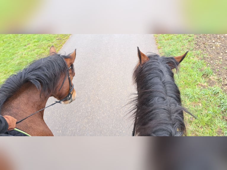 South German Coldblood Mare 7 years 15,2 hh Brown in Burladingen