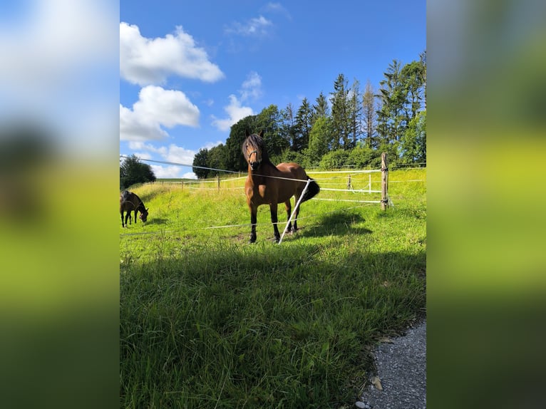 South German Coldblood Mare 7 years 15,2 hh Smoky-Black in Langerringen