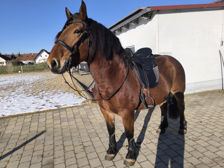 South German Coldblood Mare 7 years 15,2 hh Smoky-Black in Langerringen