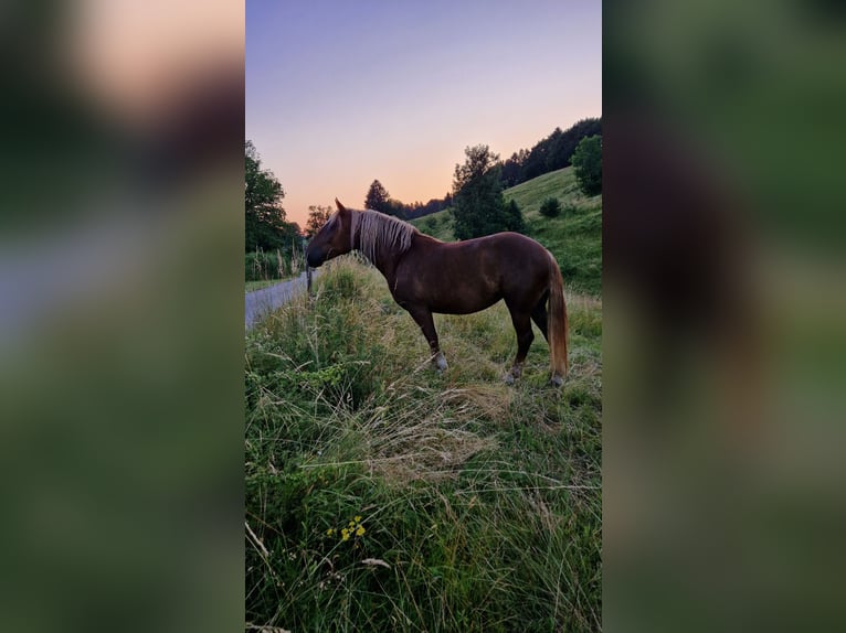 South German Coldblood Mare 7 years 15,2 hh Chestnut in Bad Kohlgrub