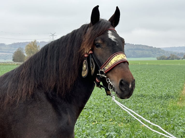 South German Coldblood Mare 7 years 16,2 hh Smoky-Black in Riedlingen