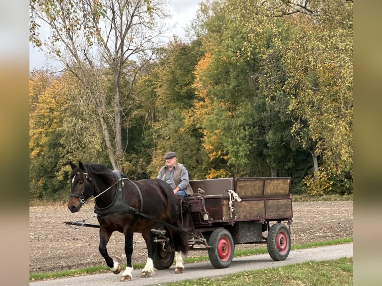 South German Coldblood Mare 7 years 16,2 hh Smoky-Black in Riedlingen