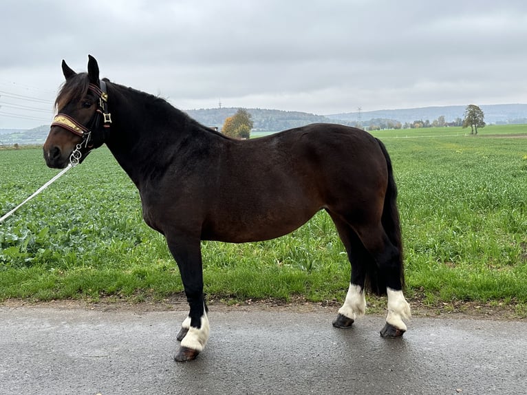 South German Coldblood Mare 7 years 16,2 hh Smoky-Black in Riedlingen