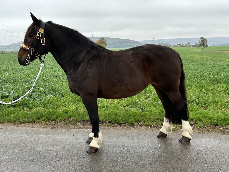 South German Coldblood Mare 7 years 16,2 hh Smoky-Black in Riedlingen