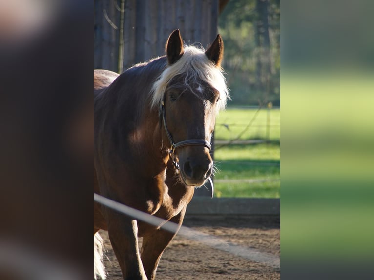 South German Coldblood Mare 7 years 16 hh Chestnut in Landsberg am Lech