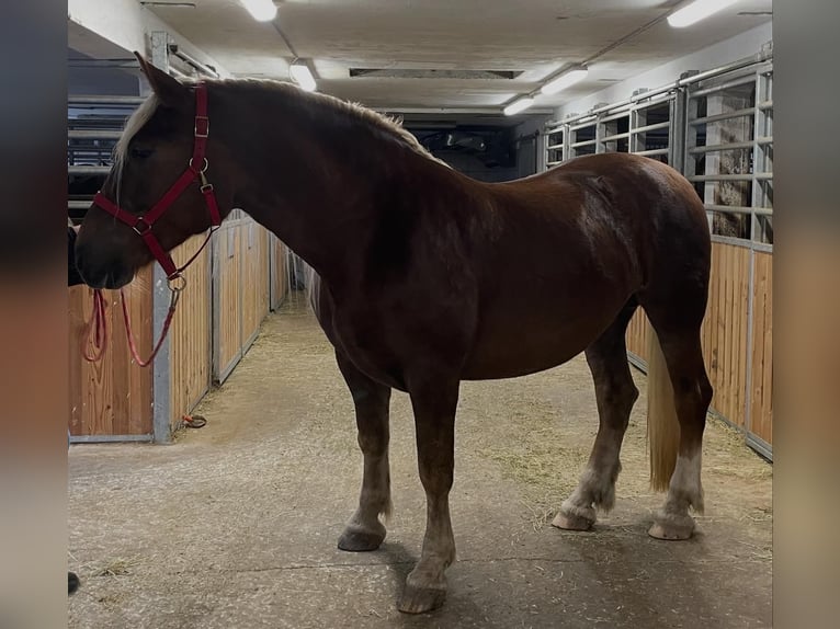 South German Coldblood Mare 7 years 16,1 hh in Riedering