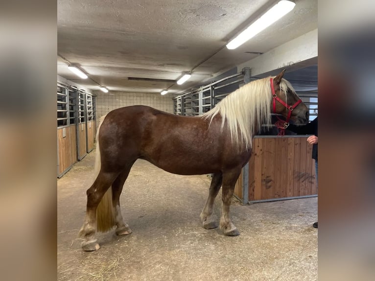 South German Coldblood Mare 7 years 16,1 hh in Riedering
