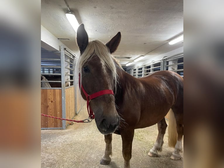 South German Coldblood Mare 7 years 16,1 hh in Riedering