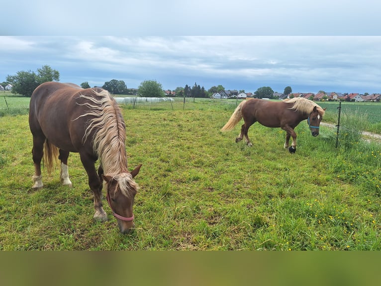 South German Coldblood Mare 7 years 17 hh Chestnut-Red in Rammingen