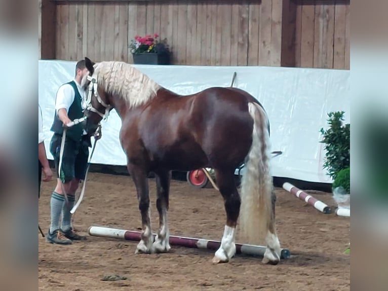 South German Coldblood Mare 7 years 17 hh Chestnut-Red in Rammingen