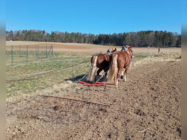 South German Coldblood Mare 8 years 15,2 hh Chestnut in Kipfenberg