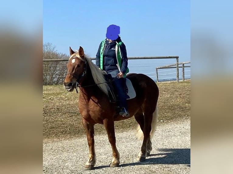 South German Coldblood Mare 8 years 15,2 hh Chestnut in Kipfenberg