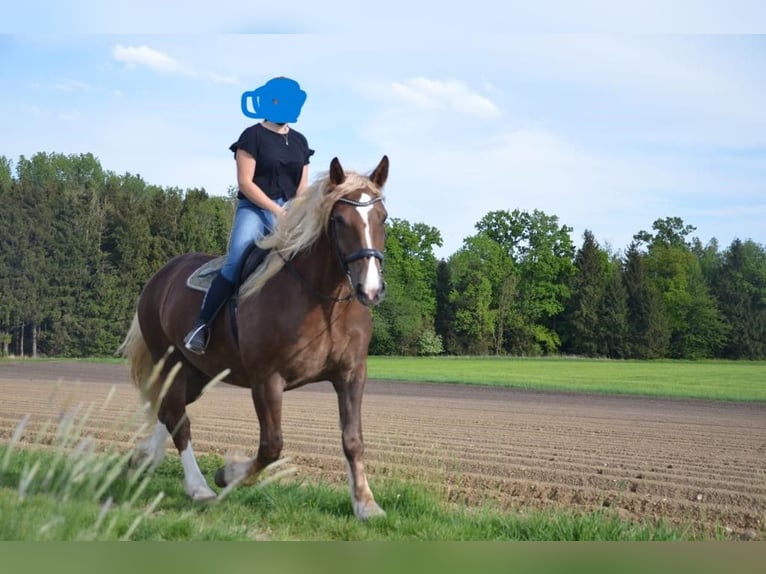 South German Coldblood Mare 8 years 16,3 hh Chestnut in Erding