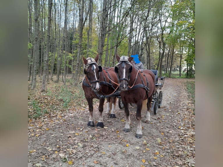 South German Coldblood Mare 8 years 16,3 hh Chestnut in Erding