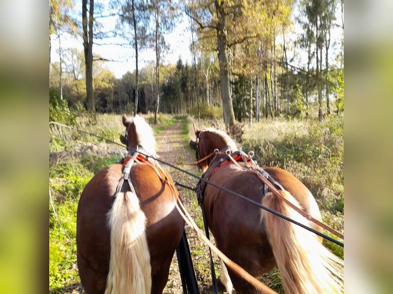 South German Coldblood Mare 8 years 16,3 hh Chestnut in Erding