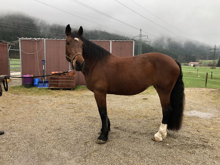 South German Coldblood Mare 9 years 16,2 hh Brown in Kochel am See