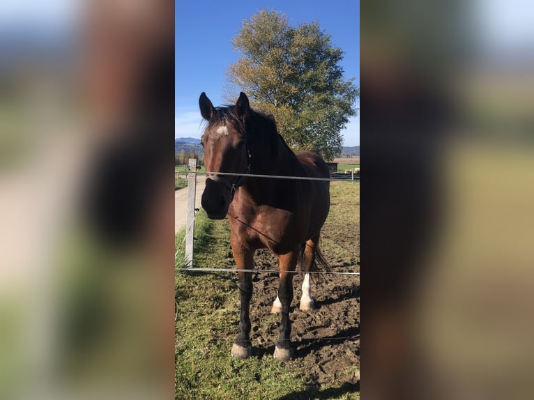 South German Coldblood Mare 9 years 16,2 hh Brown in Kochel am See
