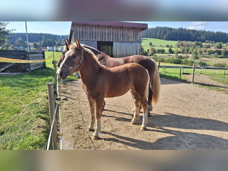 South German Coldblood Mare Foal (04/2024) 16 hh Chestnut in Regen