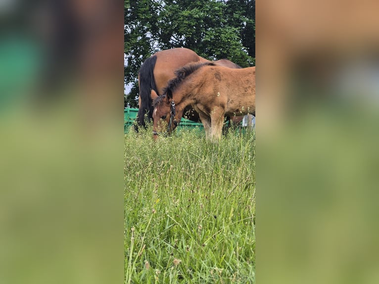 South German Coldblood Mare Foal (03/2026)  in Priestewitz