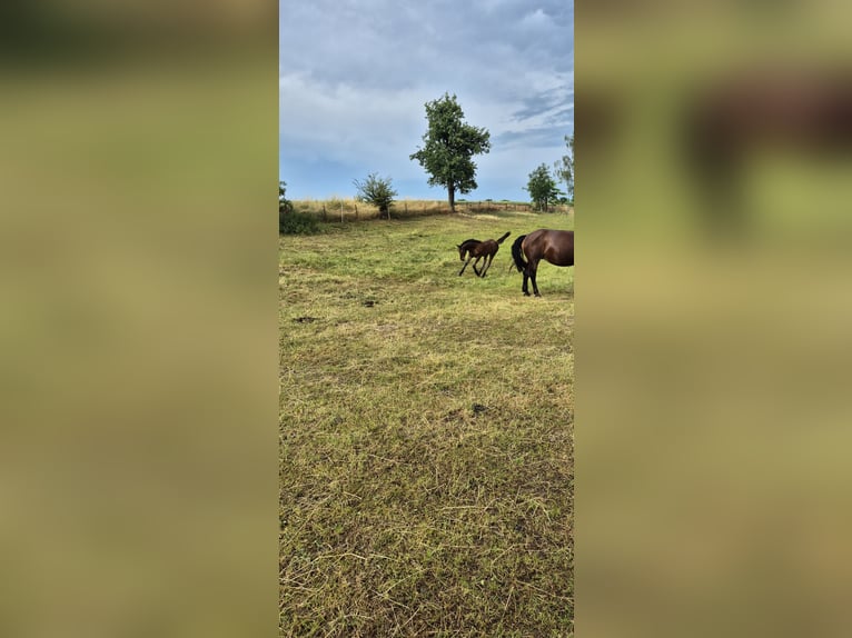 South German Coldblood Mare Foal (03/2026)  in Priestewitz
