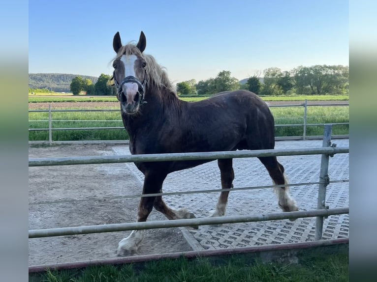 South German Coldblood Stallion 18 years 16 hh Chestnut in Nabburg