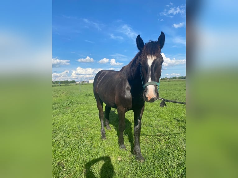 South German Coldblood Stallion 1 year 15,2 hh Black in Freising