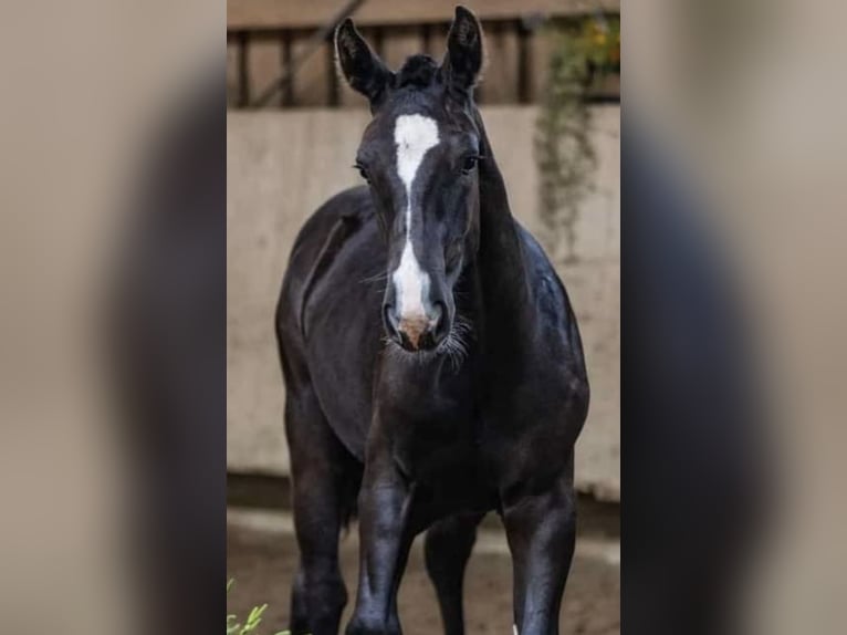 South German Coldblood Stallion 1 year 15,2 hh Black in Freising