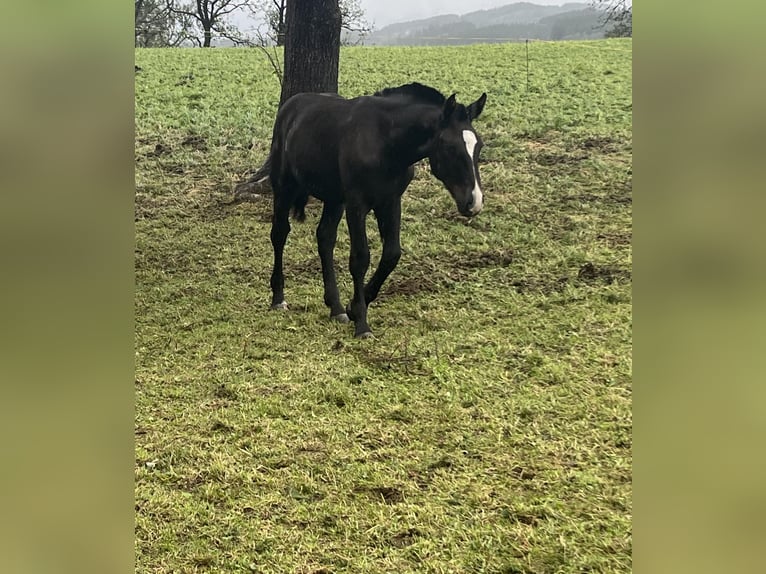 South German Coldblood Stallion 1 year 15,2 hh Black in Freising