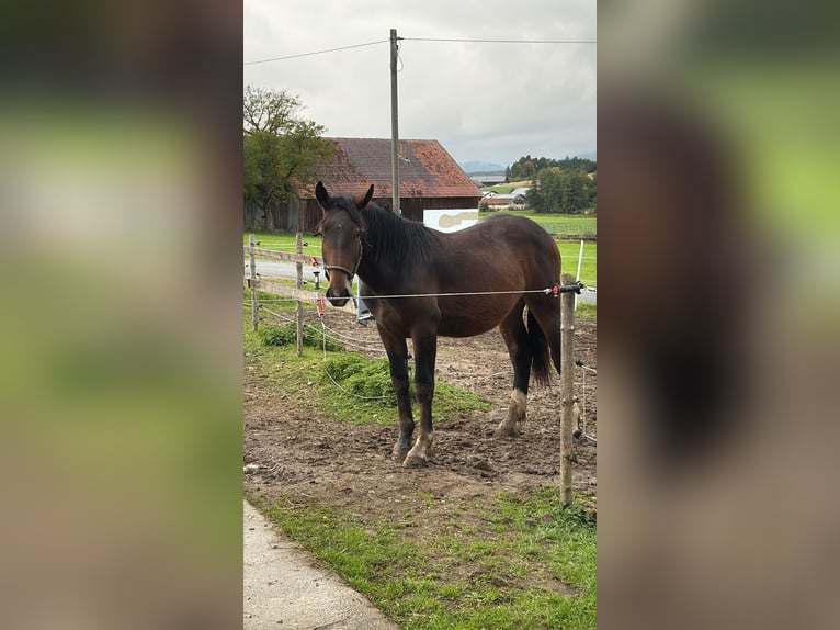 South German Coldblood Stallion 1 year 15 hh Brown in Furth im Wald