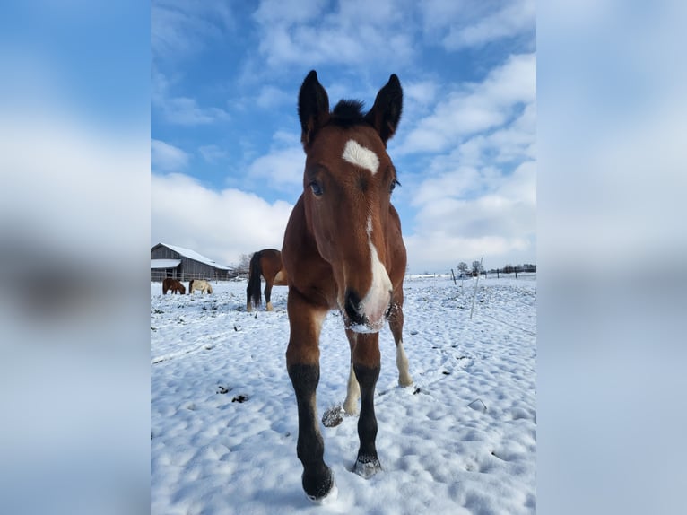 South German Coldblood Stallion 1 year 16,1 hh Brown in Oberhausen
