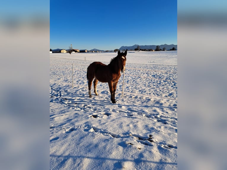 South German Coldblood Stallion 1 year 16,1 hh Brown in Oberhausen