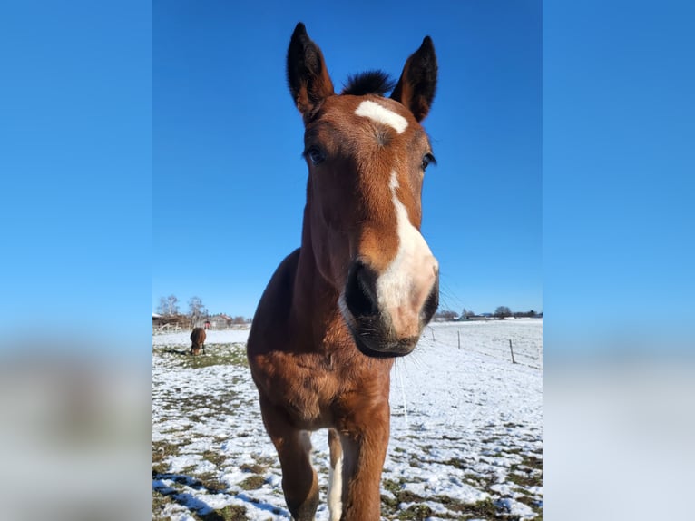 South German Coldblood Stallion 1 year 16,1 hh Brown in Oberhausen