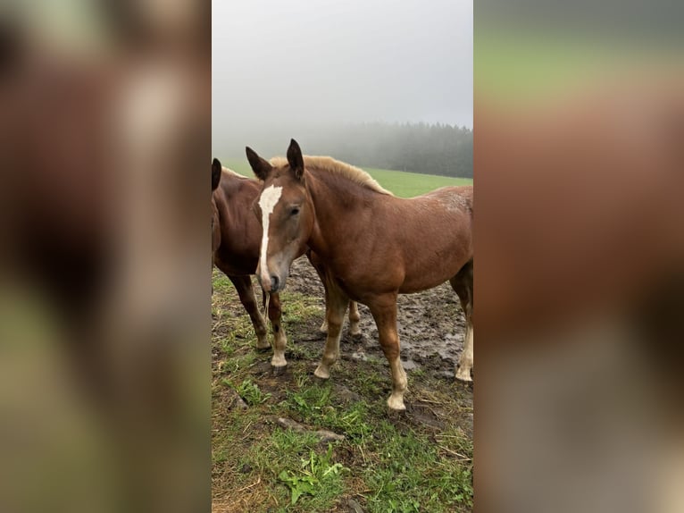 South German Coldblood Stallion 1 year 16,1 hh Chestnut-Red in BodenmaisBodenmais