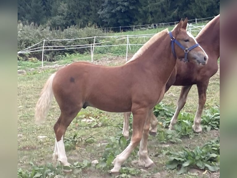 South German Coldblood Stallion 1 year 16,1 hh Chestnut-Red in BodenmaisBodenmais