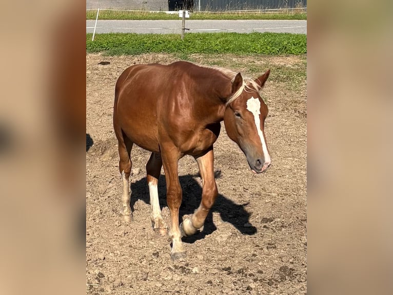 South German Coldblood Stallion 1 year 16,1 hh Chestnut-Red in BodenmaisBodenmais