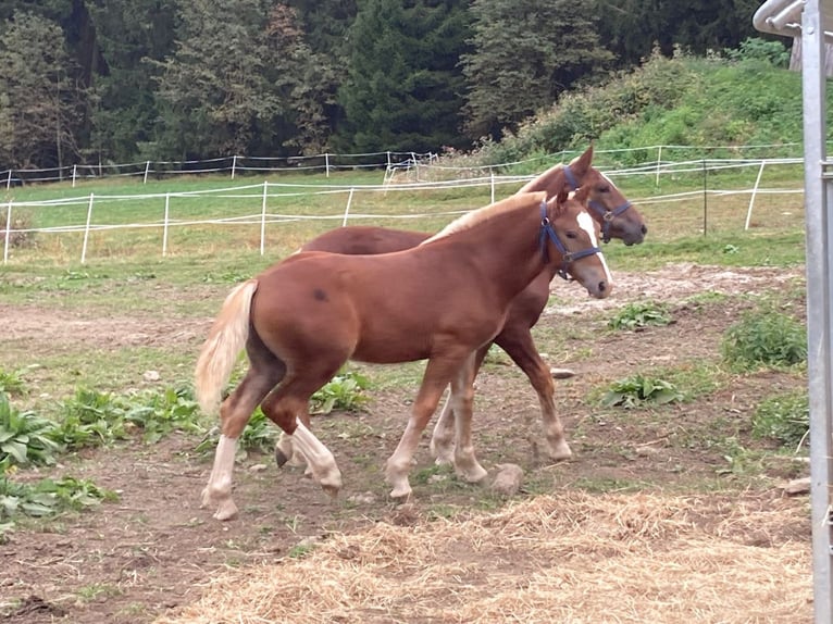 South German Coldblood Stallion 1 year 16,1 hh Chestnut-Red in BodenmaisBodenmais