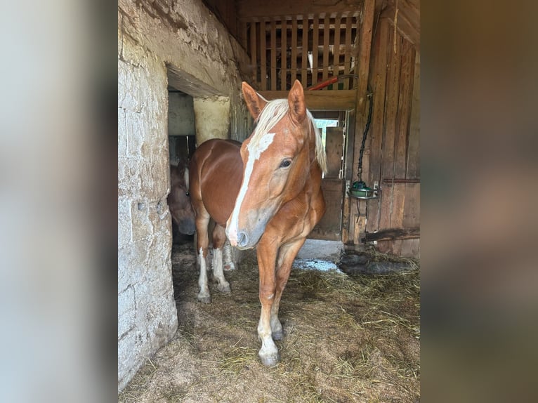 South German Coldblood Stallion 1 year 16,1 hh Chestnut-Red in BodenmaisBodenmais