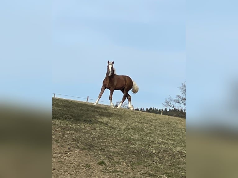 South German Coldblood Stallion 1 year Chestnut in Regen