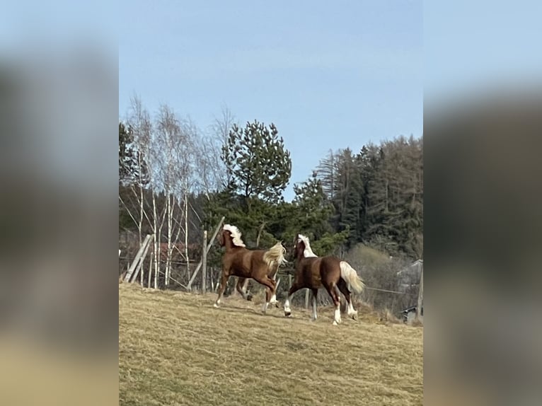 South German Coldblood Stallion 1 year Chestnut in Regen