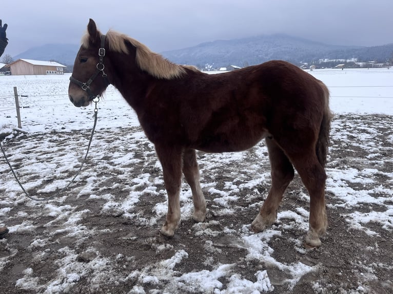 South German Coldblood Stallion 1 year Chestnut-Red in Ohlstadt