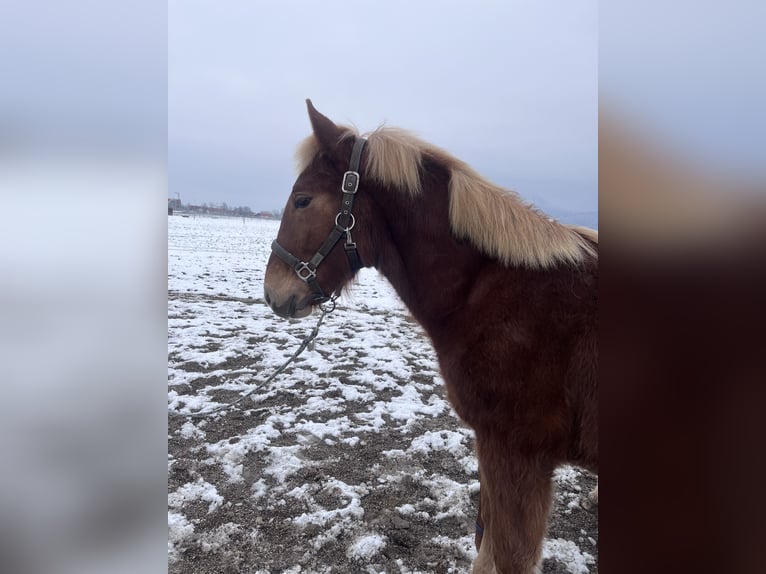 South German Coldblood Stallion 1 year Chestnut-Red in Ohlstadt