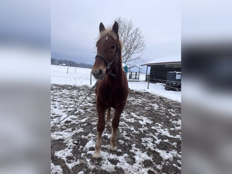 South German Coldblood Stallion 1 year Chestnut-Red in Ohlstadt