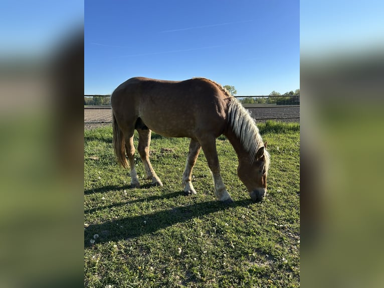 South German Coldblood Stallion 2 years 15.3 hh Chestnut-Red in Dengling