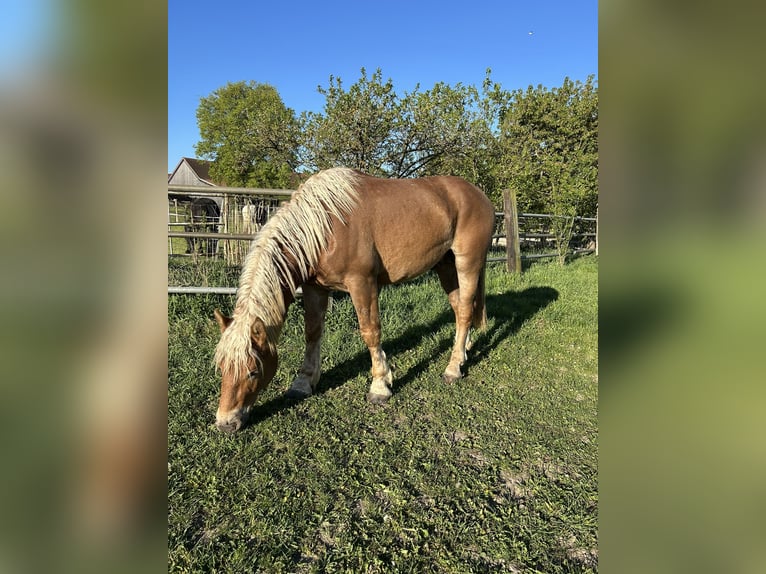 South German Coldblood Stallion 2 years 15.3 hh Chestnut-Red in Dengling
