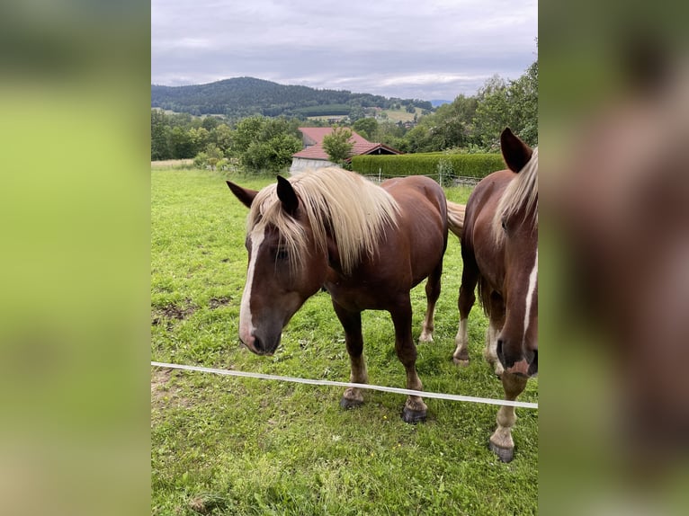 South German Coldblood Stallion 2 years 16 hh Chestnut in Hohenwarth