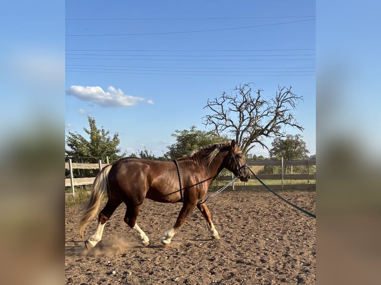 South German Coldblood Stallion 2 years 16 hh Chestnut in Utzstetten